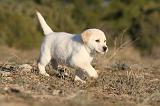 LABRADOR 698